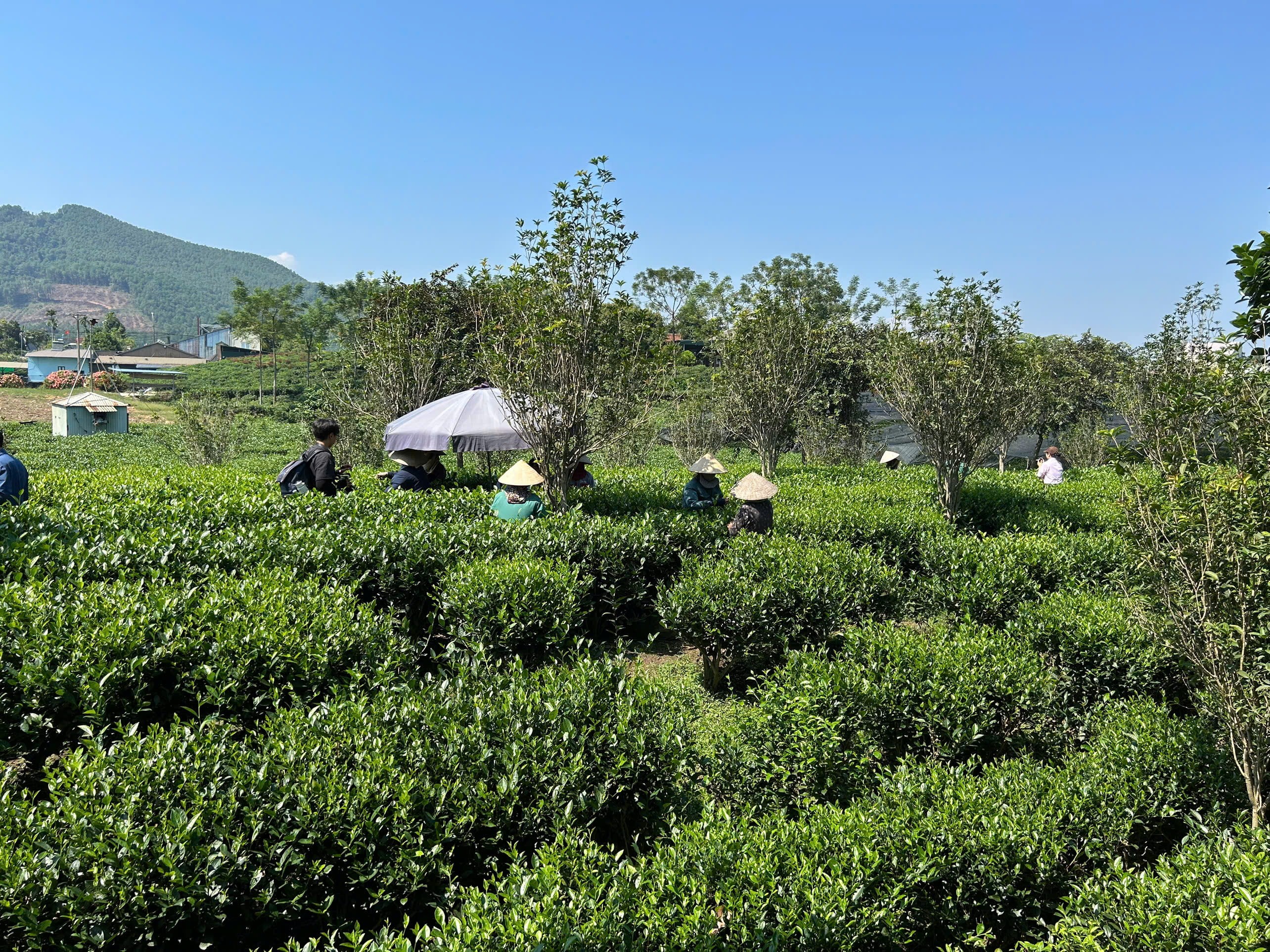 Tour Hà Nội - Thái Nguyên - Dũng Tân 1 ngày 4